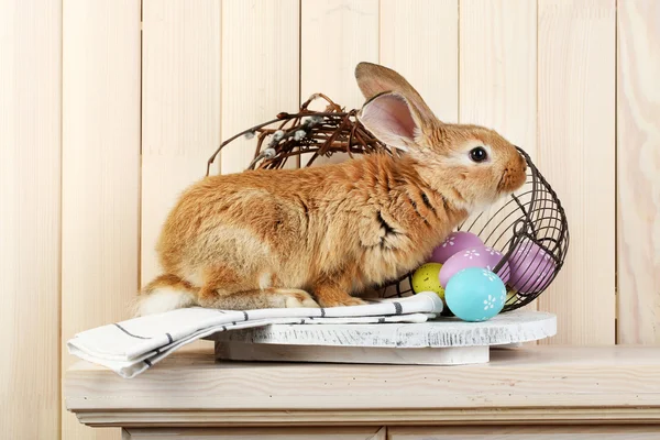 Cute red rabbit with Easter eggs — Stock Photo, Image