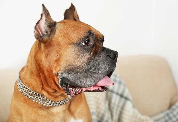 Lindo perro sentado en sofá — Foto de Stock