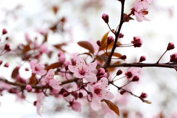 Boom takjes met roze bloemen in de lente — Stockfoto