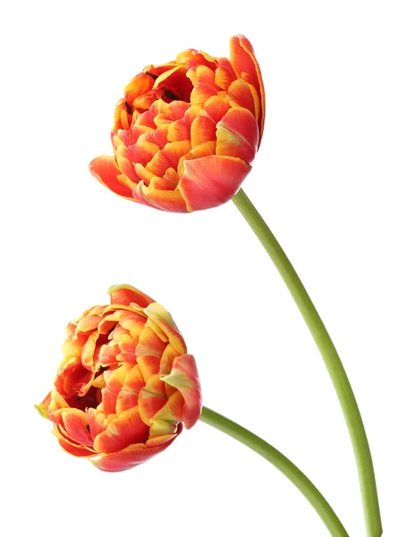 Szép fényes tulipán — Stock Fotó