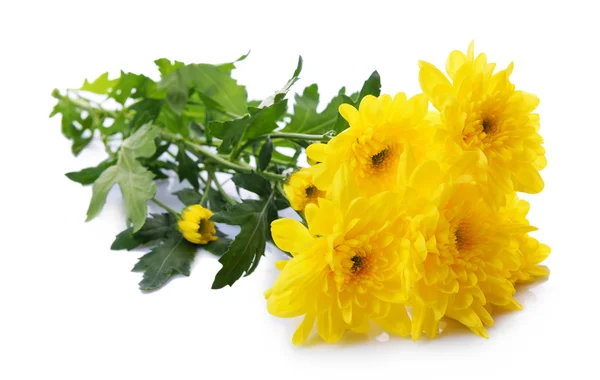 Schöner Strauß gelber Chrysanthemen isoliert auf weißem Grund — Stockfoto