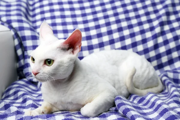 Белая кошка на клетчатой клетке — стоковое фото