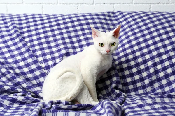 Gato blanco sobre cuadros a cuadros — Foto de Stock