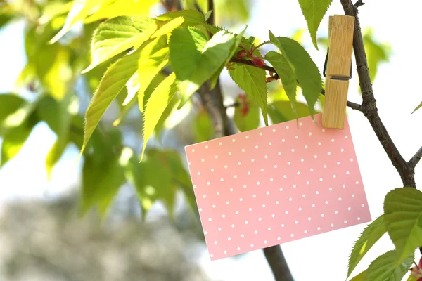 Blank, pink card hanging on tree — Stock Photo, Image