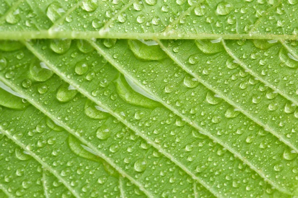 Beautiful green leaf with water drops close up — Stock Photo, Image