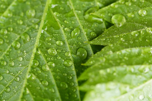 Beautiful green leaves with water drops close up — Stock Photo, Image