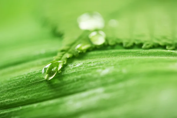 Primer plano de la hoja verde con gotas — Foto de Stock