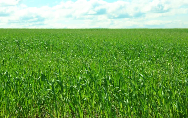 Maisfeld über blauem Himmel — Stockfoto