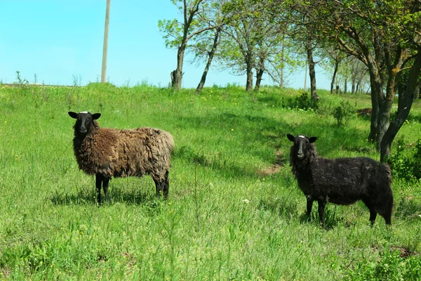 Wybieg zwierząt gospodarskich w trawnik — Zdjęcie stockowe