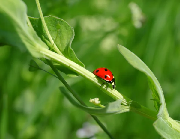 Mariquita en hoja verde — Foto de Stock