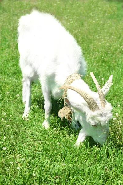 Белая коза на лужайке — стоковое фото