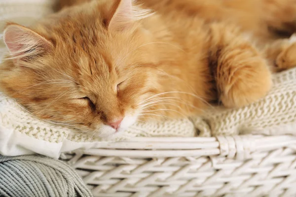 Kırmızı kedi dinlenme — Stok fotoğraf
