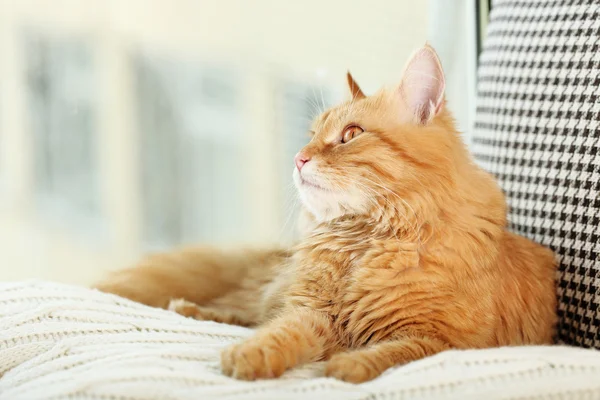 Vermelho gato descansando — Fotografia de Stock