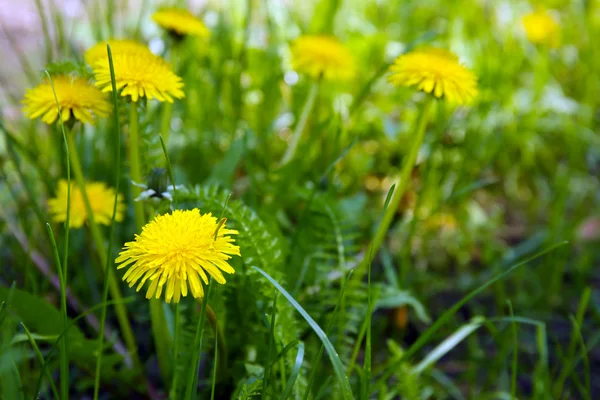 緑の草の背景に黄色のタンポポ — ストック写真