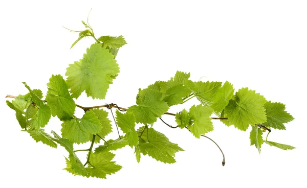 Branche de raisin aux feuilles vertes, isolée sur blanc — Photo