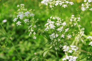Küçük beyaz kır çiçekleri, portre