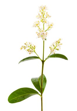 yeşil yaprak beyaz üzerinde izole