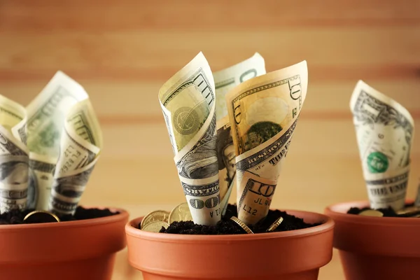 Creciendo dinero en macetas — Foto de Stock