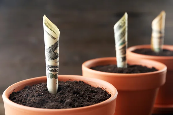 Growing money in flowerpots — Stock Photo, Image