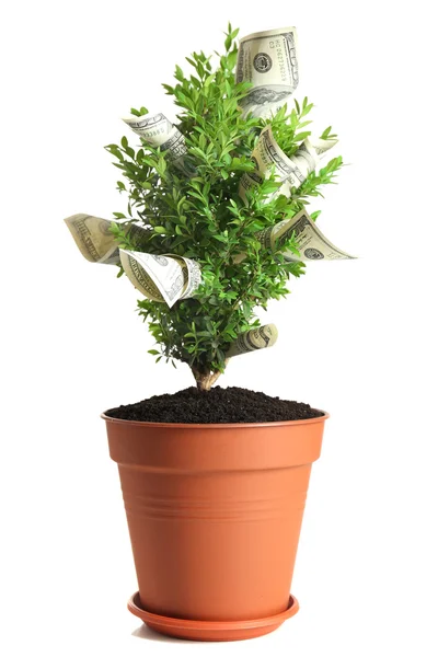 Árbol decorativo en maceta con dinero — Foto de Stock