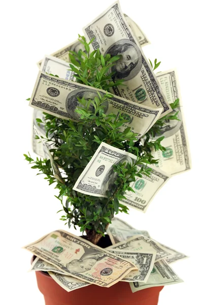 Árbol decorativo en maceta con dinero — Foto de Stock