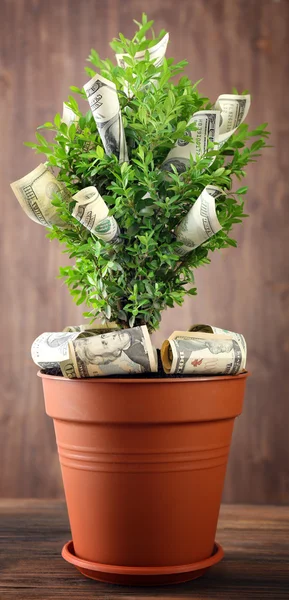 Árbol decorativo en maceta con dinero — Foto de Stock