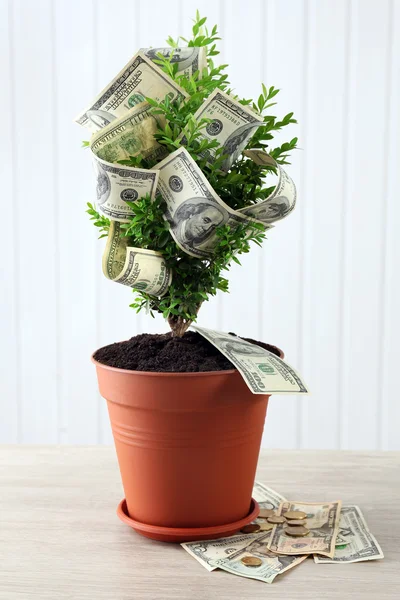 Decorative tree in pot with money — Stock Photo, Image