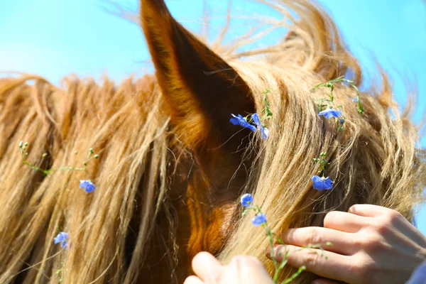 Cavalo decorado com pequenas flores azuis — Fotografia de Stock