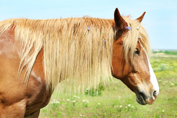 Horse decorated with small blue flowers — Stock Photo, Image