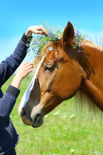 Porträt des schönen braunen Pferdes — Stockfoto