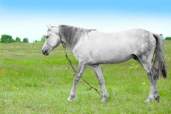 Belo cavalo branco pastando no prado — Fotografia de Stock