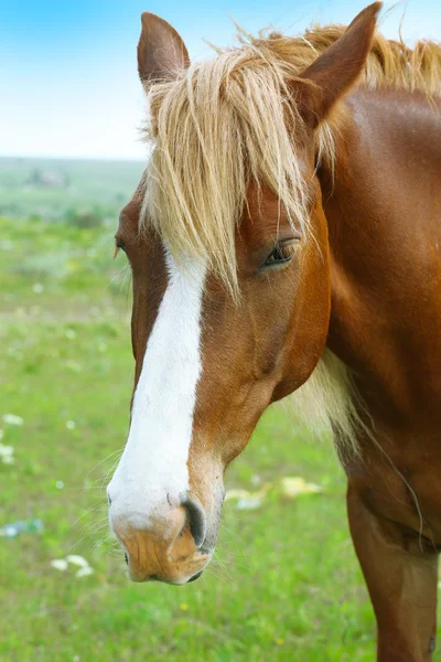 Retrato de belo cavalo marrom — Fotografia de Stock