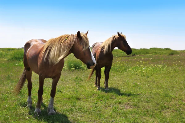 Beaux chevaux pâturage — Photo