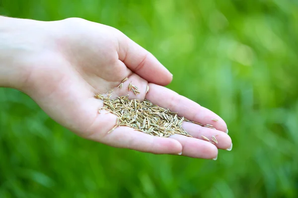 Grain de blé à la main féminine — Photo