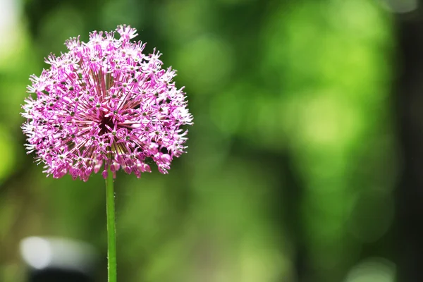 Purple flower on blurred background — Stock Photo, Image