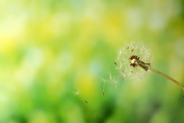 Blown dandelion on green blurred background — Stock Photo, Image