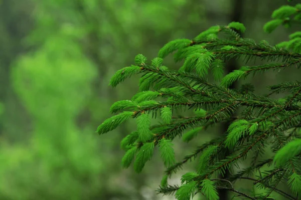 Nahaufnahme Zweig einer Tanne im Wald — Stockfoto