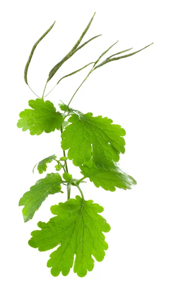 Grünes Schöllkraut isoliert auf weißem Blatt — Stockfoto