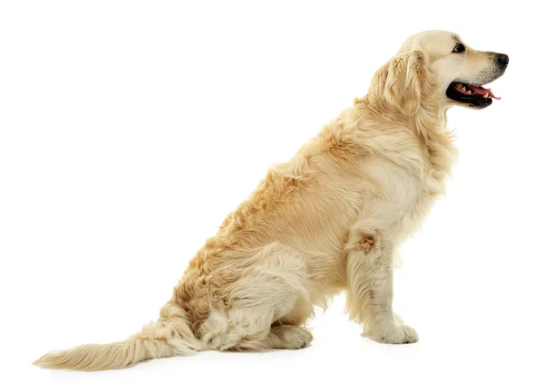 Lindo Labrador aislado en blanco —  Fotos de Stock