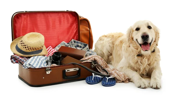 Cute labrador met koffer geïsoleerd op wit — Stockfoto