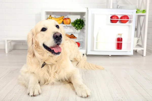 Roztomilý labrador poblíž lednice v kuchyni — Stock fotografie