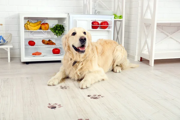 Labrador near fridge and muddy paw prints on wooden floor in kitchen — Stock Photo, Image