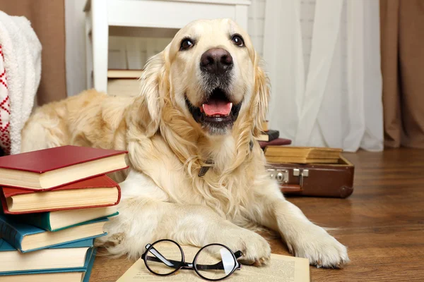 Portret van cute labrador met stapel boeken op kamer — Stockfoto