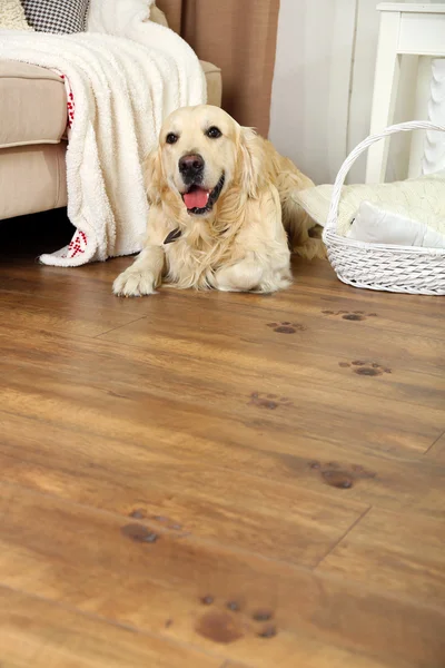 Mignon Labrador et les empreintes de pattes boueuses sur le sol en bois dans la chambre — Photo