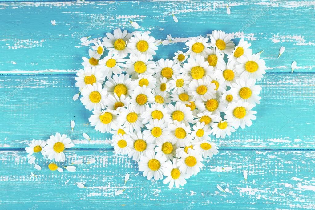 Chamomile in shape of heart