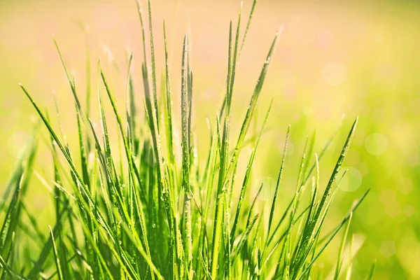 Grünes Gras mit Tau, Nahaufnahme — Stockfoto