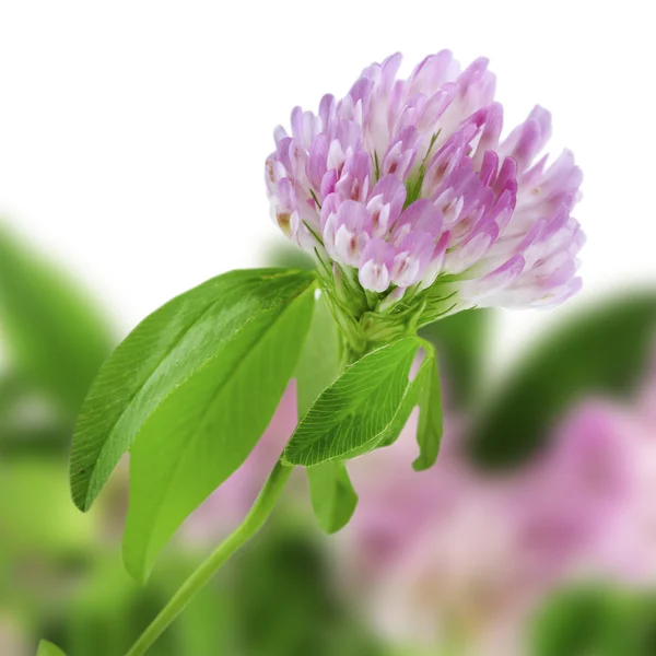 Clover flowers on bright flower background — Stock Photo, Image