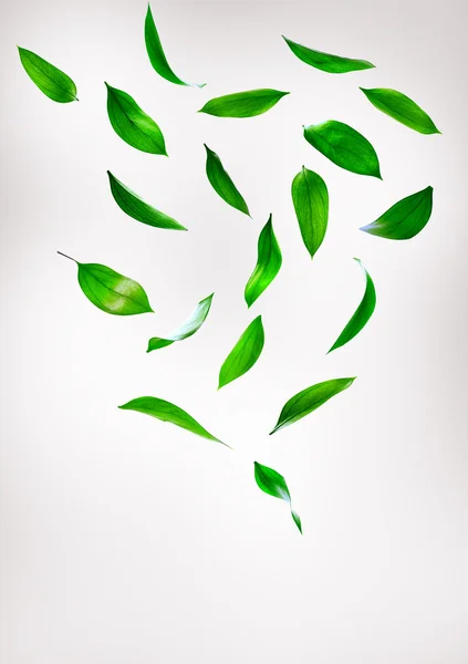 Зеленим листям, ізольовані — стокове фото
