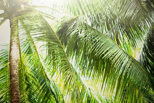 Sunlight przez zielone palmy odchodzi — Zdjęcie stockowe
