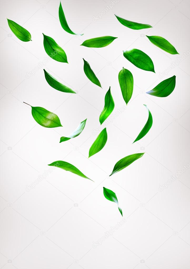 Green leaves isolated